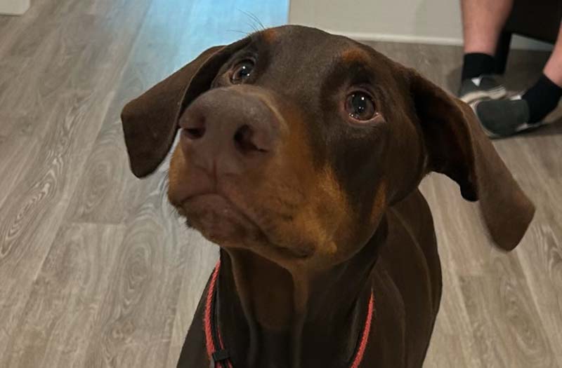 Senior chocolate Doberman looking up in the Happy Paws & Claws lobby in Englewood, OH