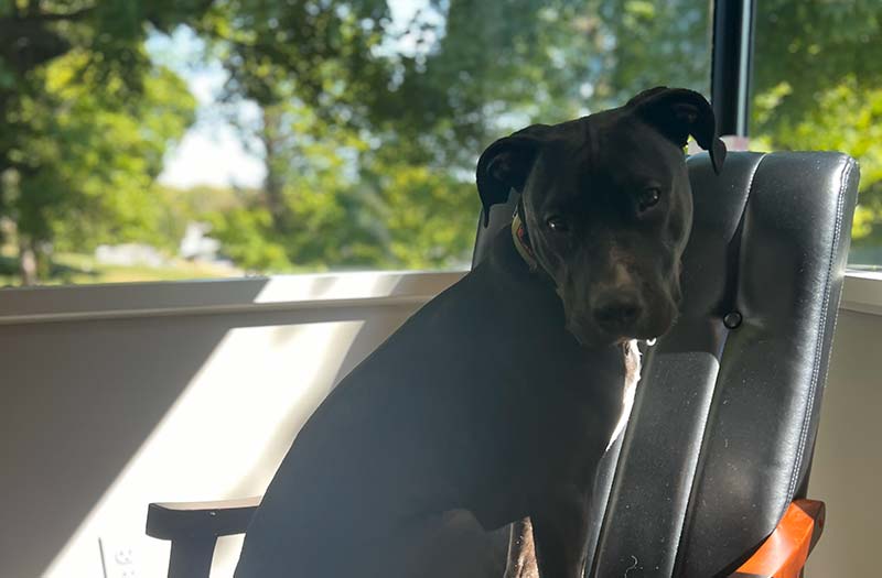 Black dog resting quietly in a sunlit chair by the window at Happy Paws & Claws in Englewood, OH
