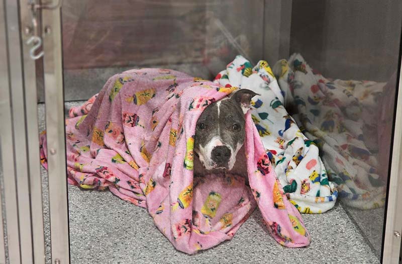 Grey and white dog resting under soft blankets in a recovery kennel at Happy Paws & Claws in Englewood, OH