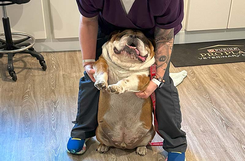 Smiling English bulldog sitting up against a team member's legs at Happy Paws & Claws in Englewood, OH