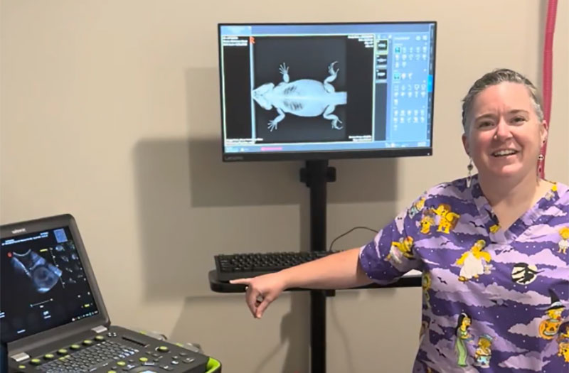 Veterinarian beside a screen showing a bearded dragon X-ray and an ultrasound unit at Happy Paws & Claws in Englewood, OH