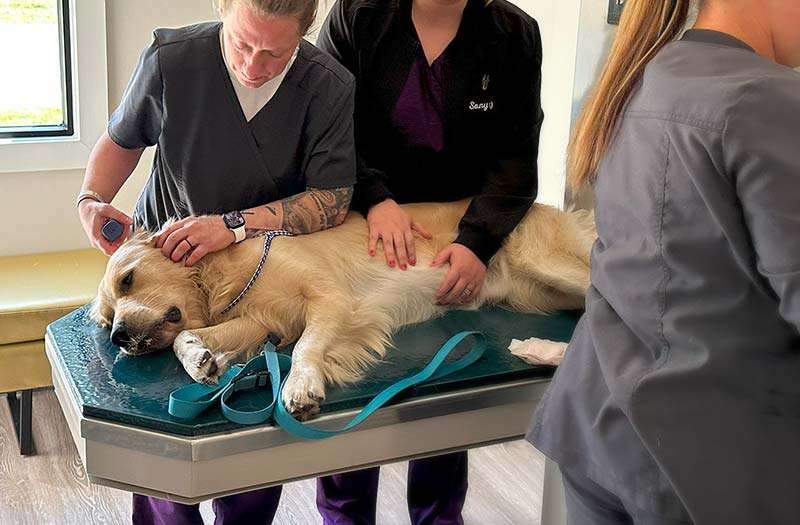 Two team members steadying a golden retriever on the exam table at Happy Paws & Claws in Englewood, OH