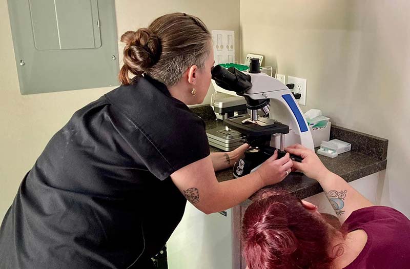 Happy Paws & Claws team member looking through the in-house microscope in the Englewood, OH lab