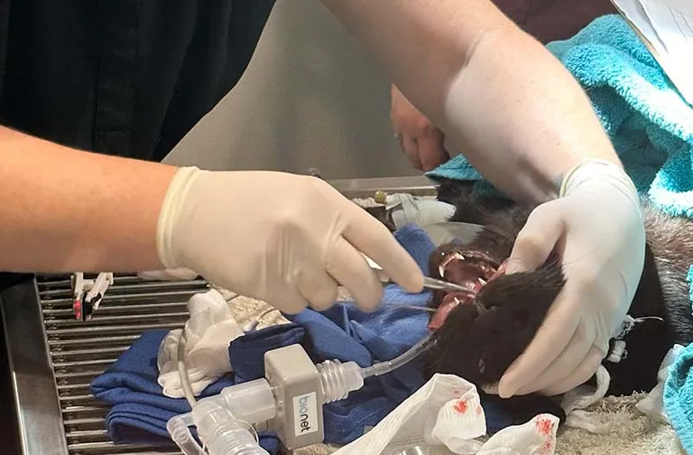 Gloved veterinary hands cleaning the teeth of an anesthetised black cat at Happy Paws & Claws in Englewood, OH