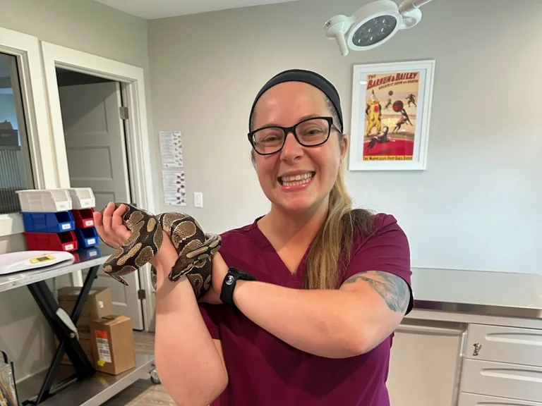 Veterinary technician holding a ball python at Happy Paws & Claws in Englewood, OH