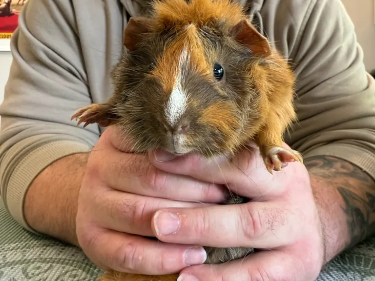 Guinea pig held gently in a staff member's hands at Happy Paws & Claws in Englewood, OH