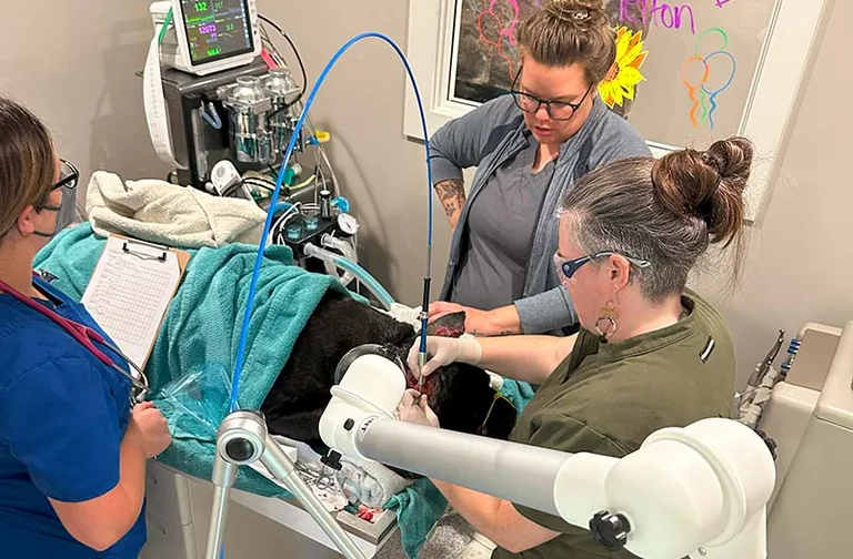 Three Happy Paws & Claws team members working on an anesthetised dog under monitoring in the Englewood surgery suite
