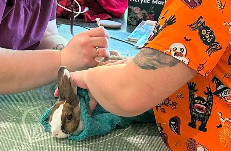 Veterinary team wrapping a rabbit in a towel to give a vaccination at Happy Paws & Claws in Englewood, OH