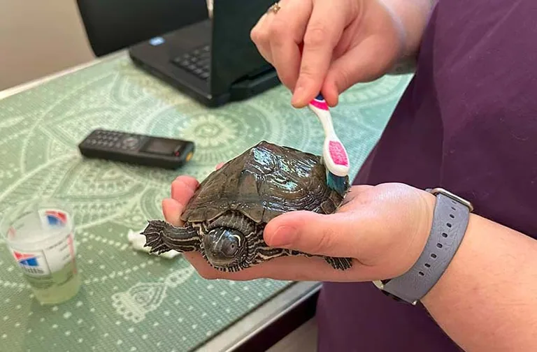 Veterinarian brushing a small turtle's shell during a wellness check at Happy Paws & Claws in Englewood, OH
