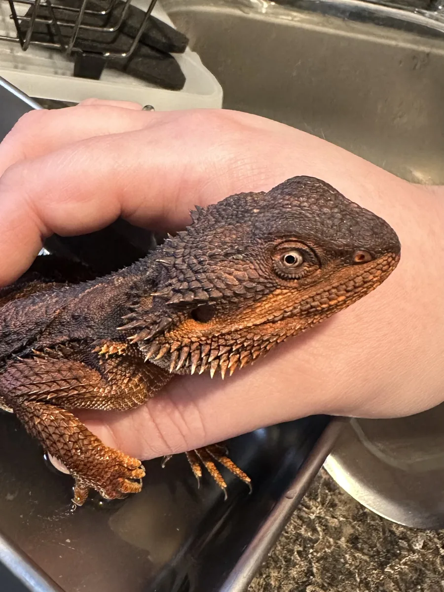Close-up of a bearded dragon resting in a person's hand