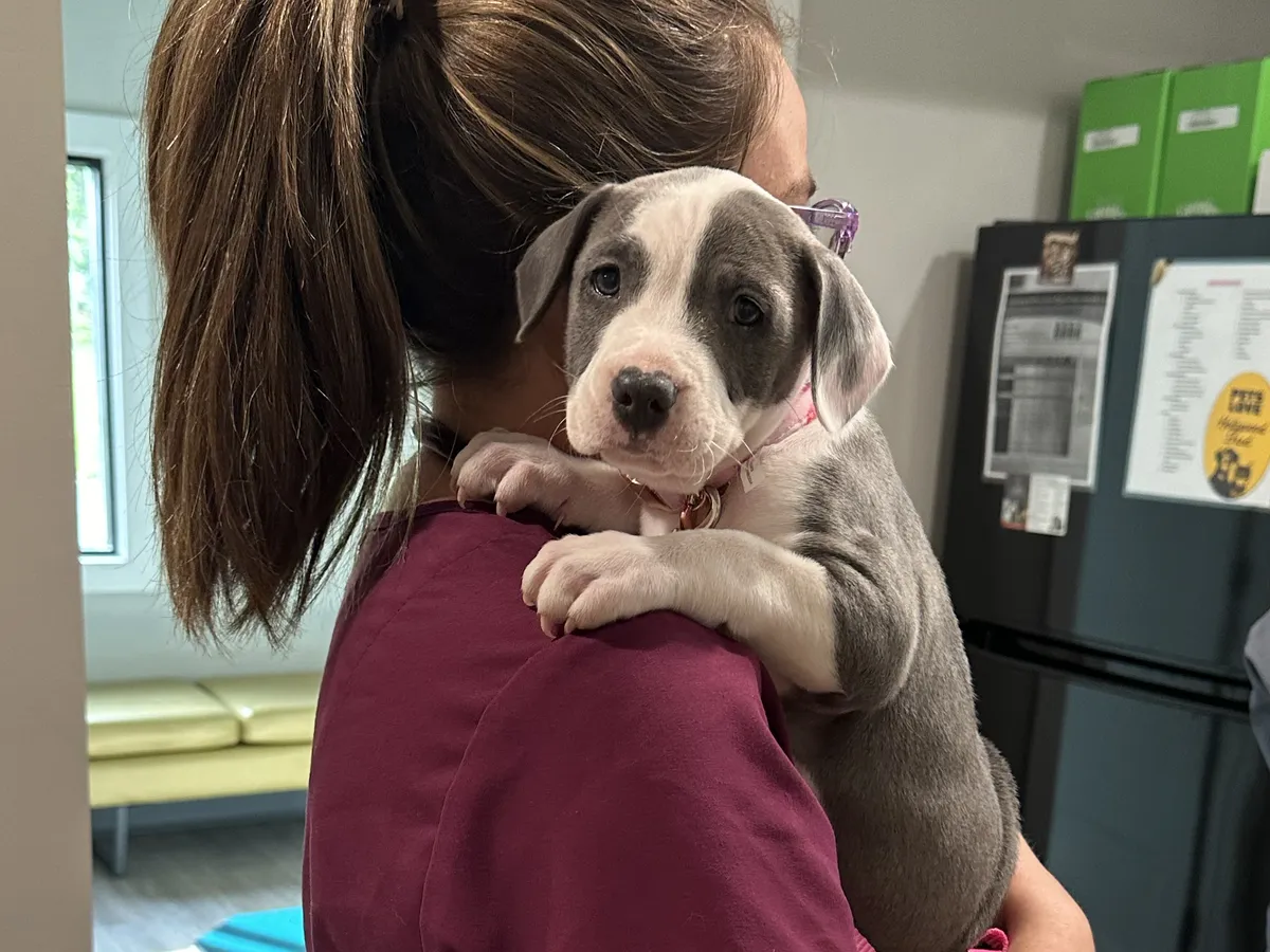 A puppy cuddling a Happy Paws & Claws team member