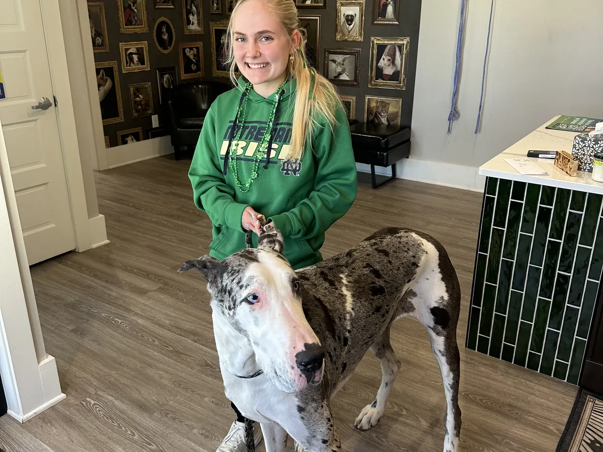 A Great Dane visiting Happy Paws & Claws Veterinary Clinic in Englewood, OH