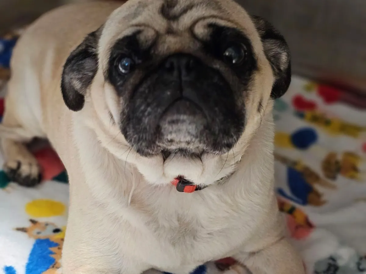 A pug relaxing at Happy Paws & Claws
