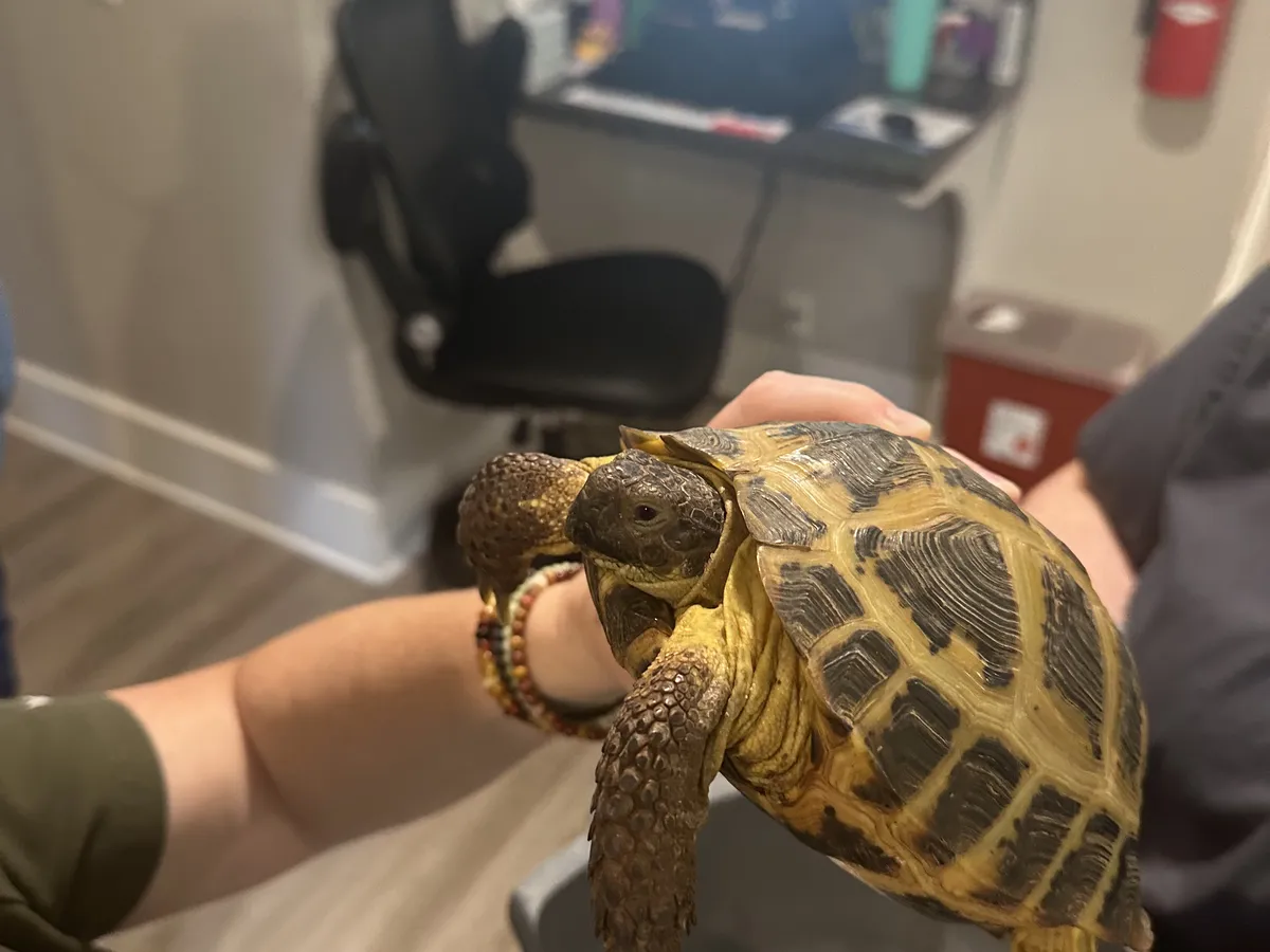 A tortoise patient at Happy Paws & Claws