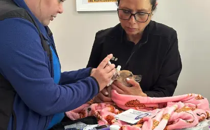 Dog Receiving Pet Care Medicine
