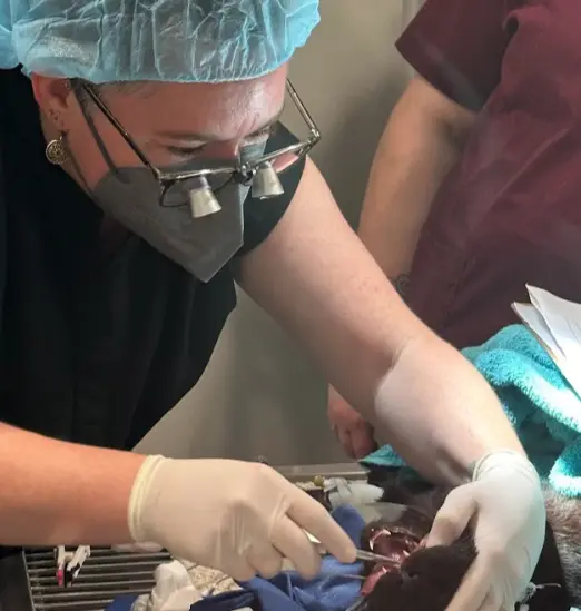 Dog receiving dental care