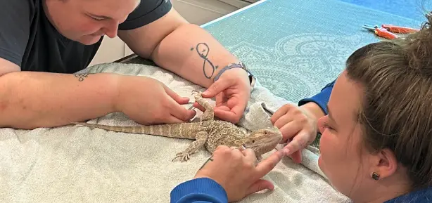 Beard Dragon Exotic Pet Care