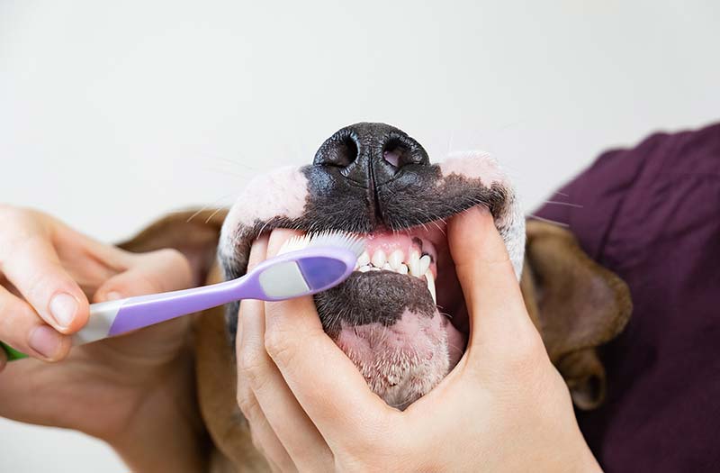 Pet Dental Care